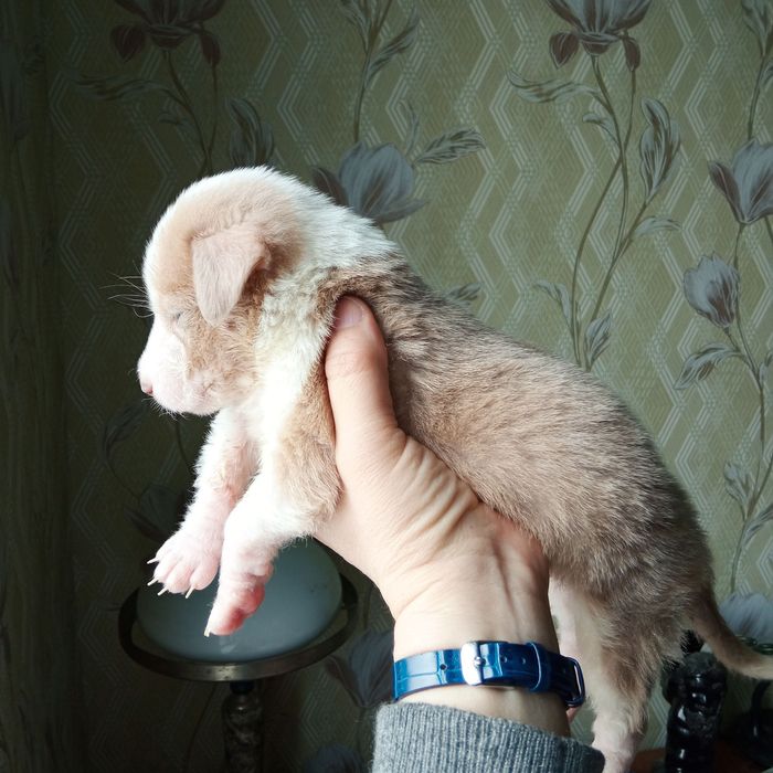 Отдам щенка. Бесплатно.