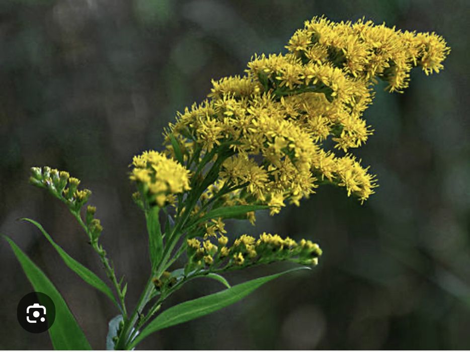 Декоративное растение Золотарник