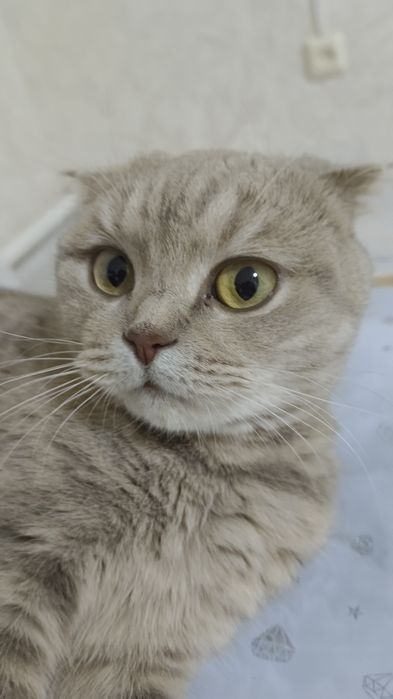 Отдам бесплатно кошку