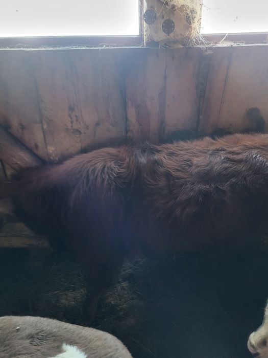 Tauras angus in jur de 200 kg