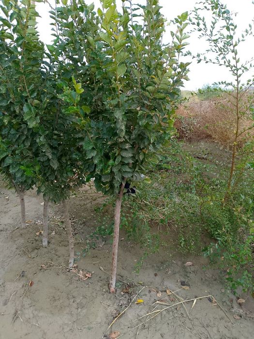 SADA KAYRAGACH (Chinni gujum)