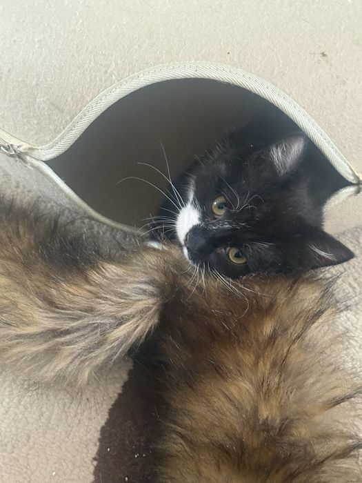 Отдам в хорошие руки