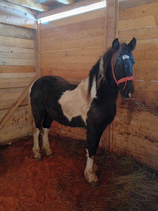 Vând manz friesian pinto..foarte frumos și energic