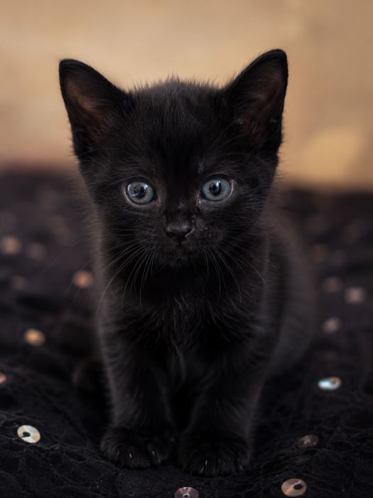 Срочно одам котят