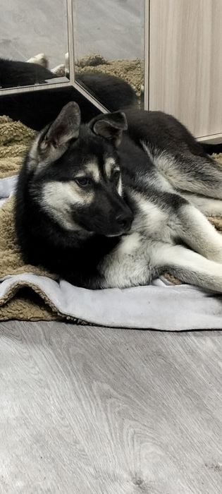 Пацан в добрые, надёжные руки!!!