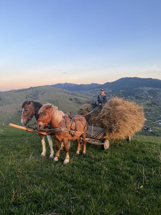 de vânzare la alegere