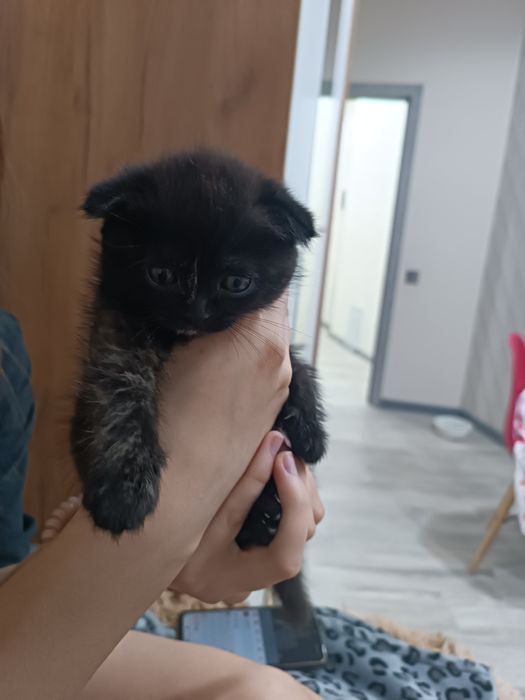 два котенка шатланский с вислоухим (на последнем фото мама)