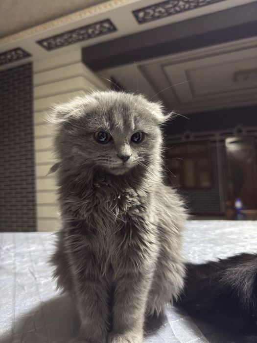 Zotdor mushuk soglom 5oylik qiz bola