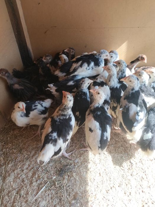 Продаётся цыплята