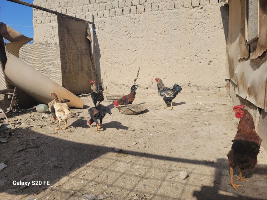 Хурозла сотилади