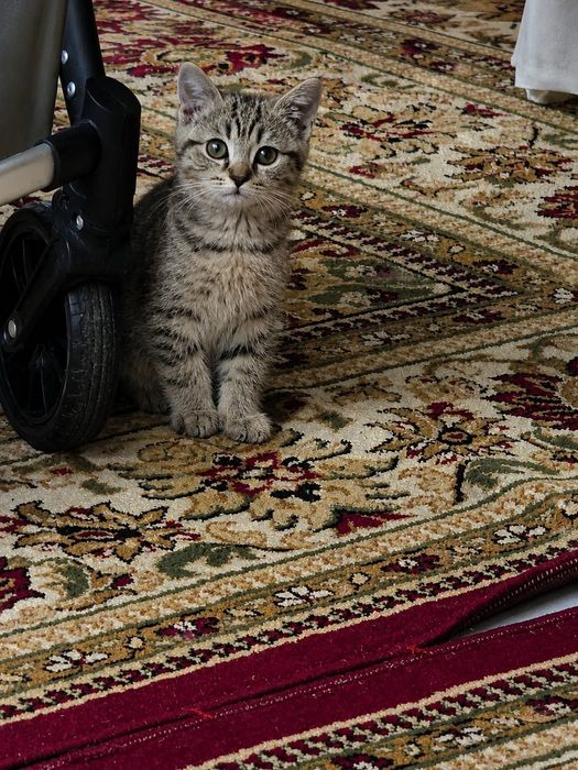 Кошка Шотладнский
