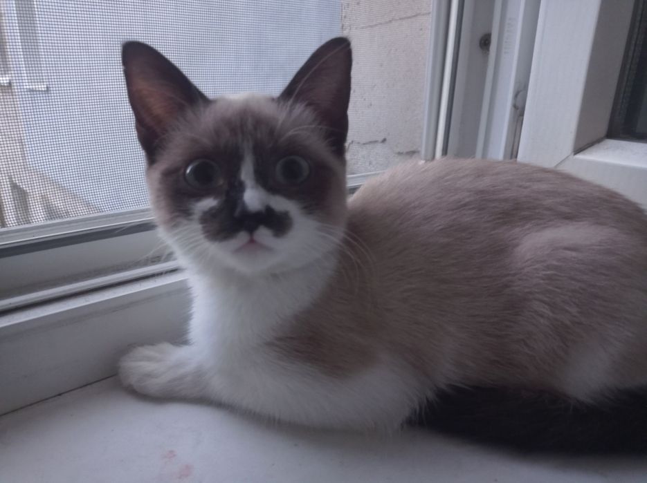 Котёнок в добрые руки !