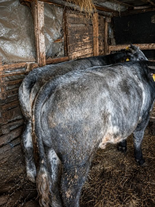 Tăurași si juninci de vânzare