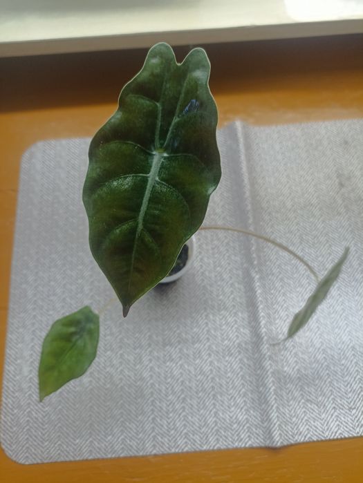 Продаются разные Алоказии