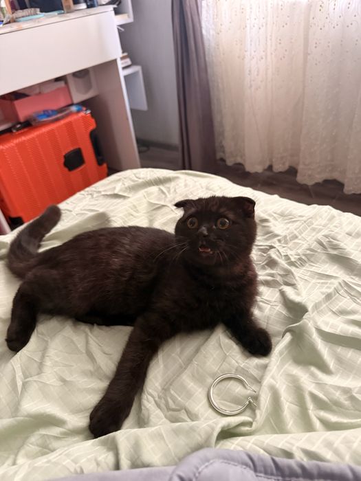 Котик 4 месяца чистокровный скотиш фолд