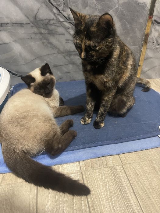 Отдам бесплатно темненькую кошечку!