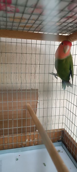 Попугай неразлучники