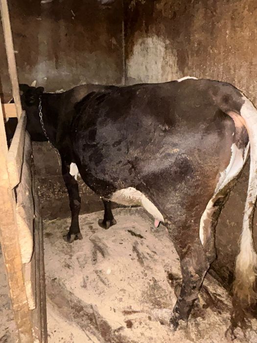Vaca de ținut    bandă