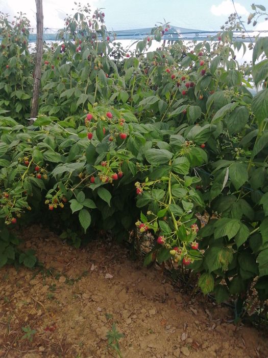 Малини, капини, годжи бери-разсад.