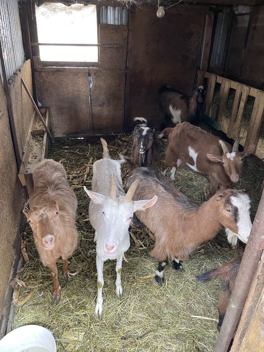 Capre și iezi de vânzare