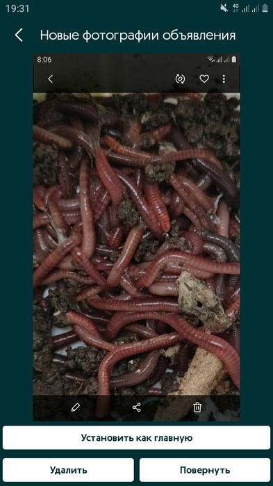 Черви калифорнийские красный для разведения и рыбалки