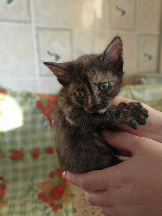 Отдам котят в добрые руки