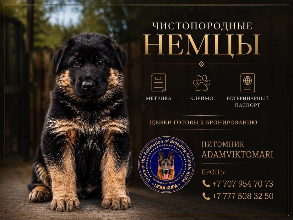 Немецкая овчарка
