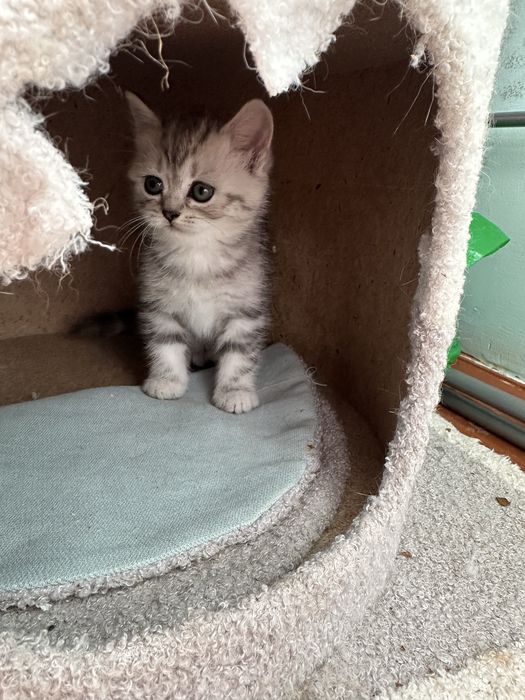 Котята Шотландской породы