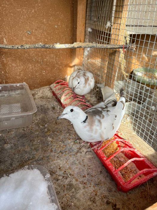 Turturele Razatoare predare personala Pitesti