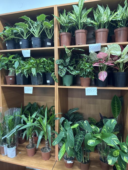 Распродажа комнатных растений