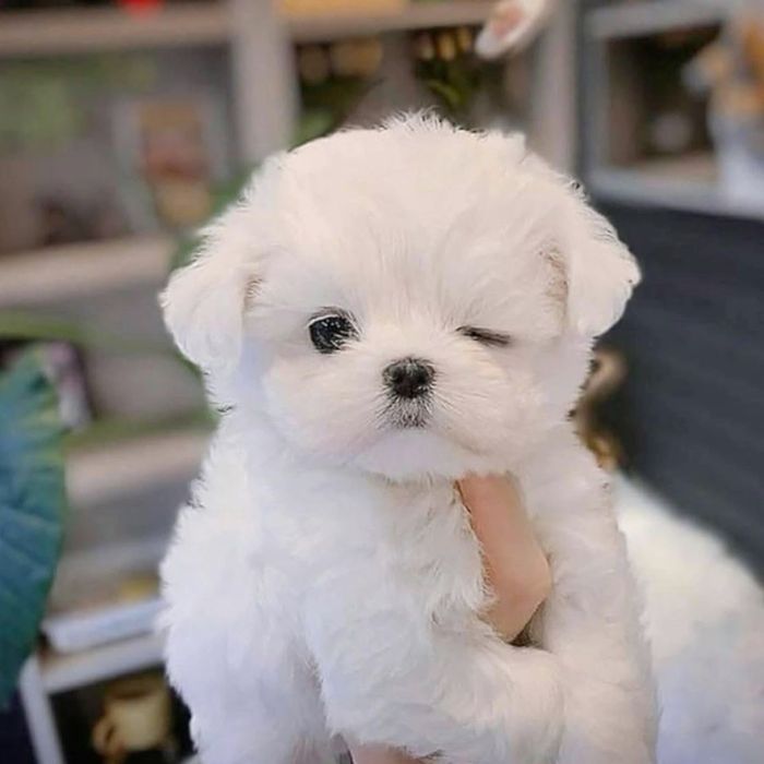 Bichon maltez miny