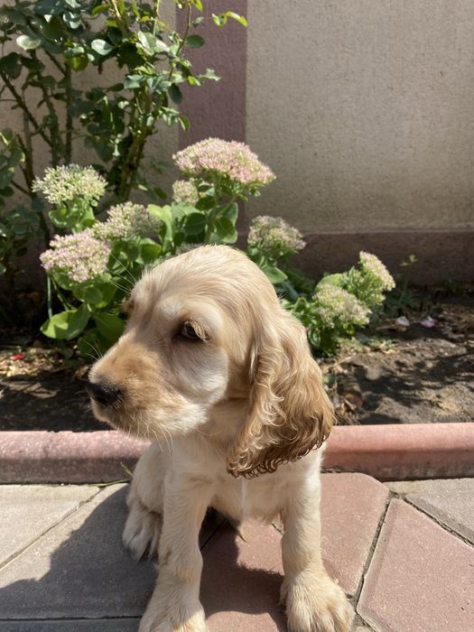 Cocker Spaniel mascul 2 luni