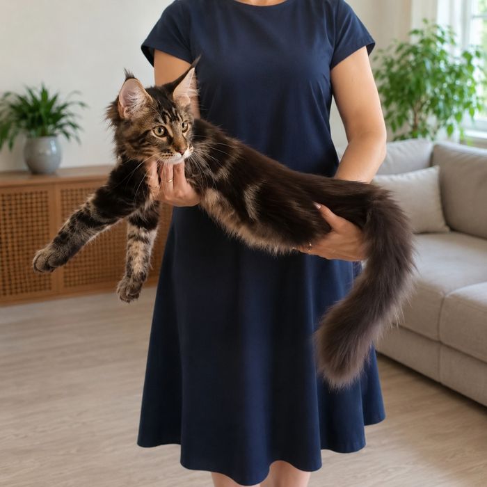 Мэйн кун котята продам