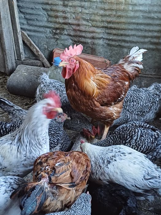 Продаю  домашних  петухов