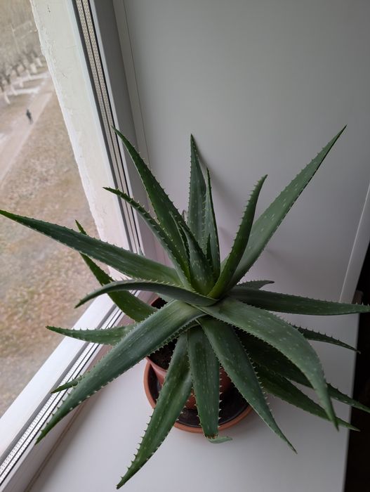 Эпипремнумы, Алое вера, Замиакулькас