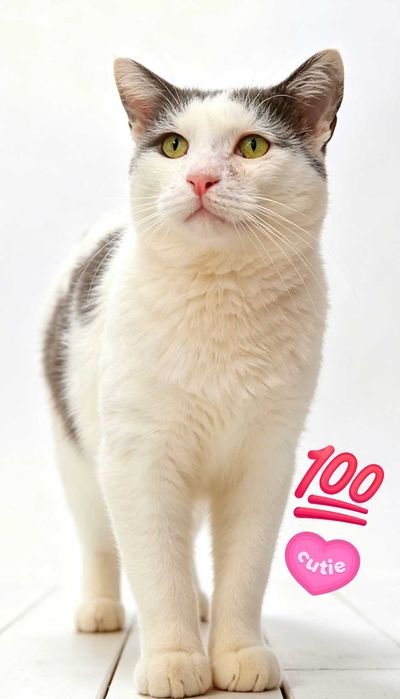 Adoptie pisica alba mota castrat