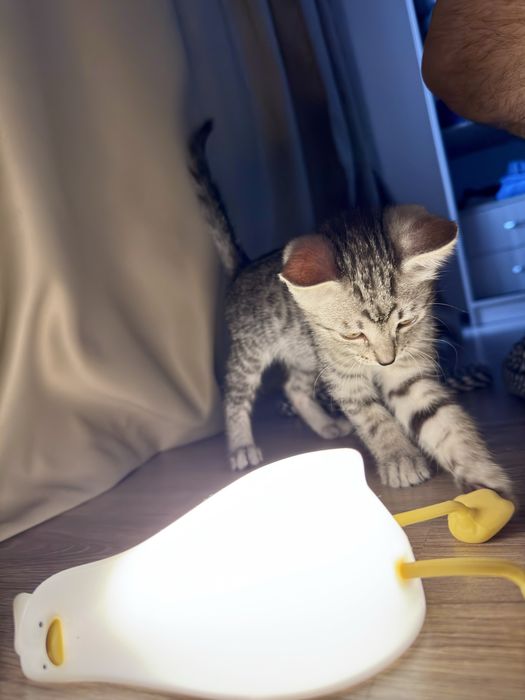 Котенок в добрые руки