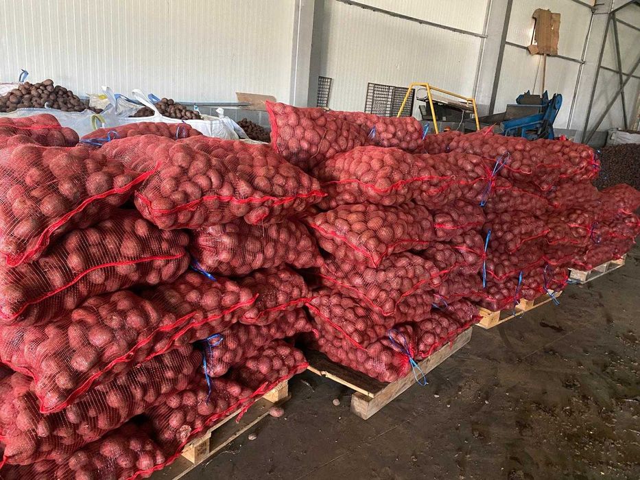 Cartofi Consum cu miez galben