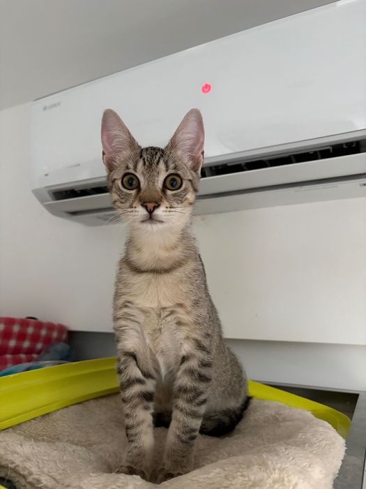 Teri, motanel de 4 luni pentru adoptie