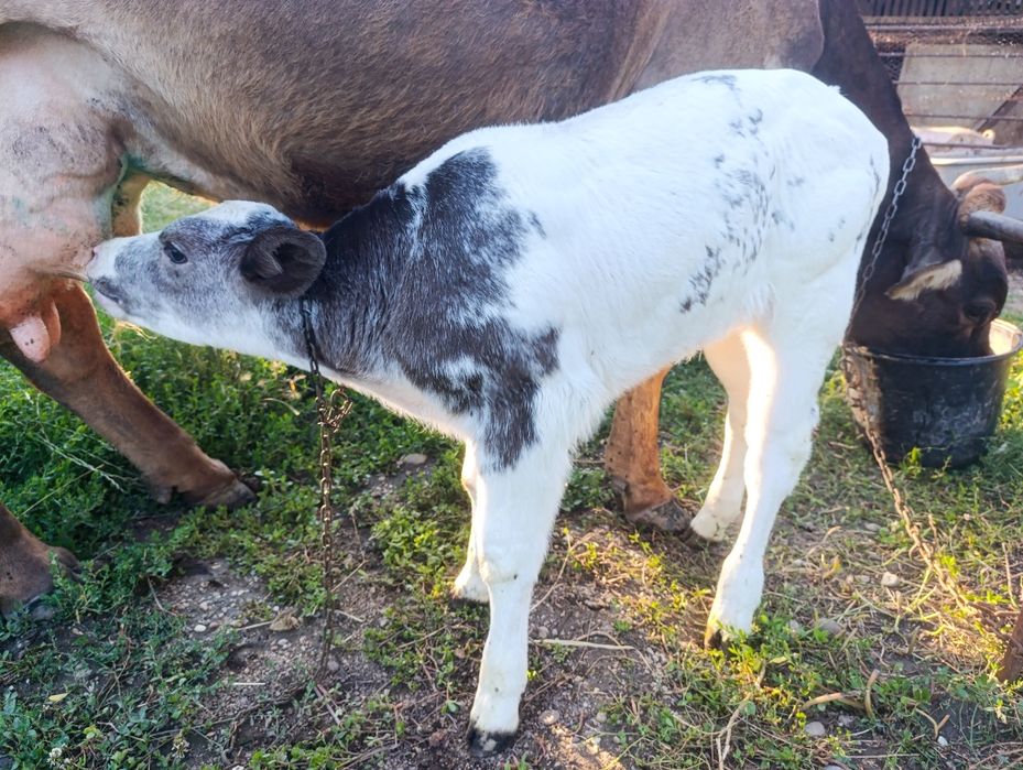 Vaca cu vițel albastru belgian