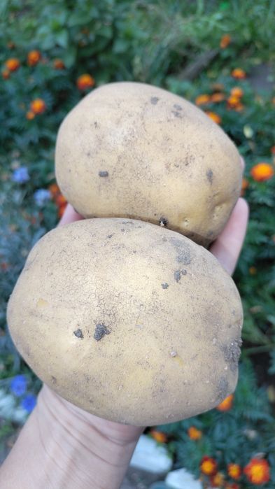 Картофель домашний!