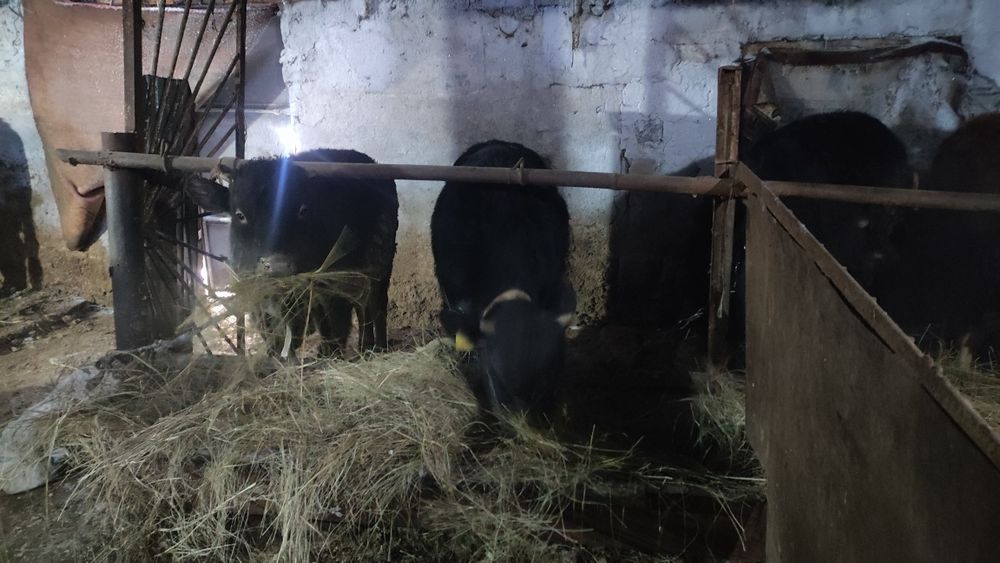 4 Быков. 1 тёлка .