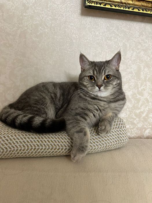 Кошка 4 года, шотландская прямоухая отдам в добрые руки
