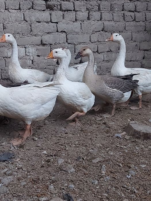 Goz sotiladi qrzon