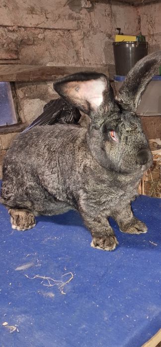 Disponibile iepuri.          Uriaș german.