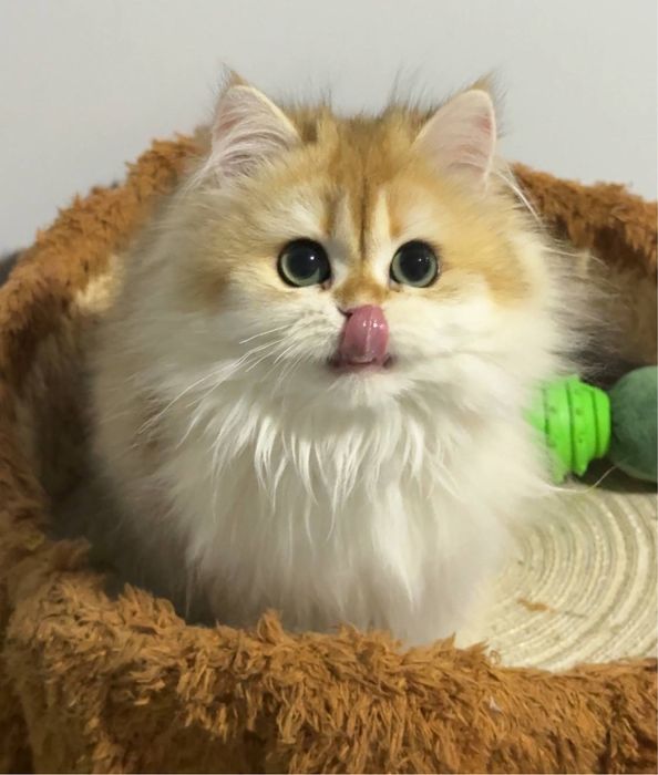 На продаже золотая шиншилла девочка