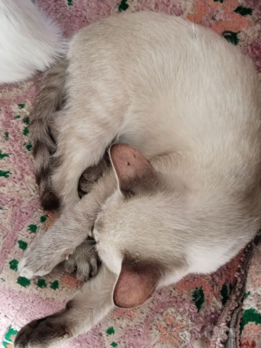 Продается котик!