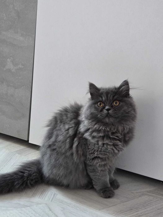 Женско персийско коте