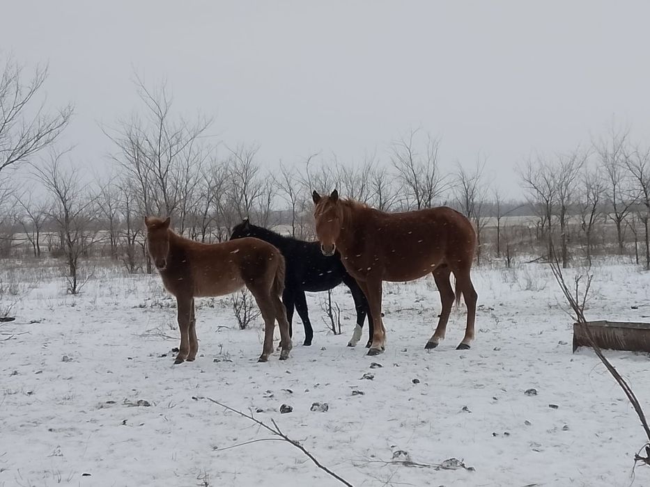 Жабағы оптом сатамыз