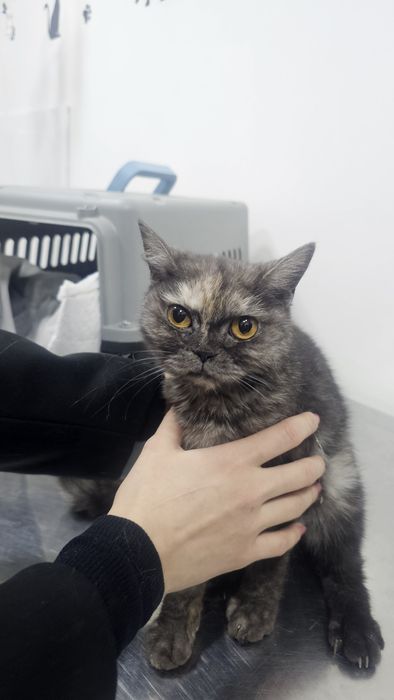Отдам кошку в добрые руки бесплатно